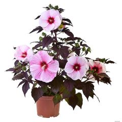 Hibiskus bylinowy 'Starry Night'